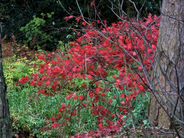 Bois des moutiers fall 2012 (24)